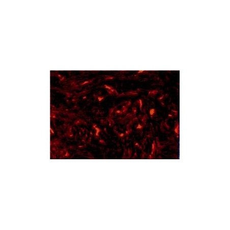 Soundsation PG-453TS Tortoise Shell