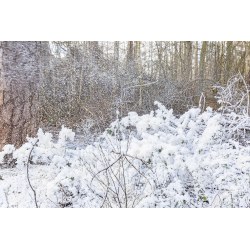 Beamz Snow5000