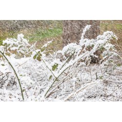 Beamz Snow5000