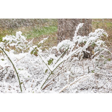 Beamz Snow5000